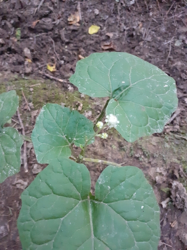 Adenocaulon himalaicum (Gnalep) — photo