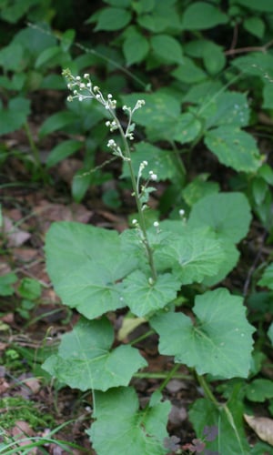 Adenocaulon himalaicum