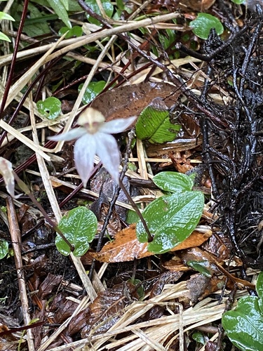 Adenochilus nortonii (Creeping fairy orchid) — photo