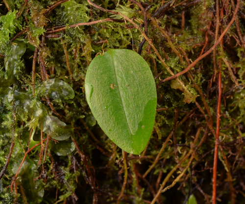 Adenochilus nortonii
