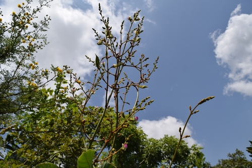 Adenodolichos paniculatus — photo