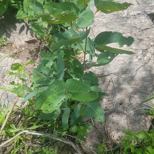 Adenodolichos paniculatus — photo