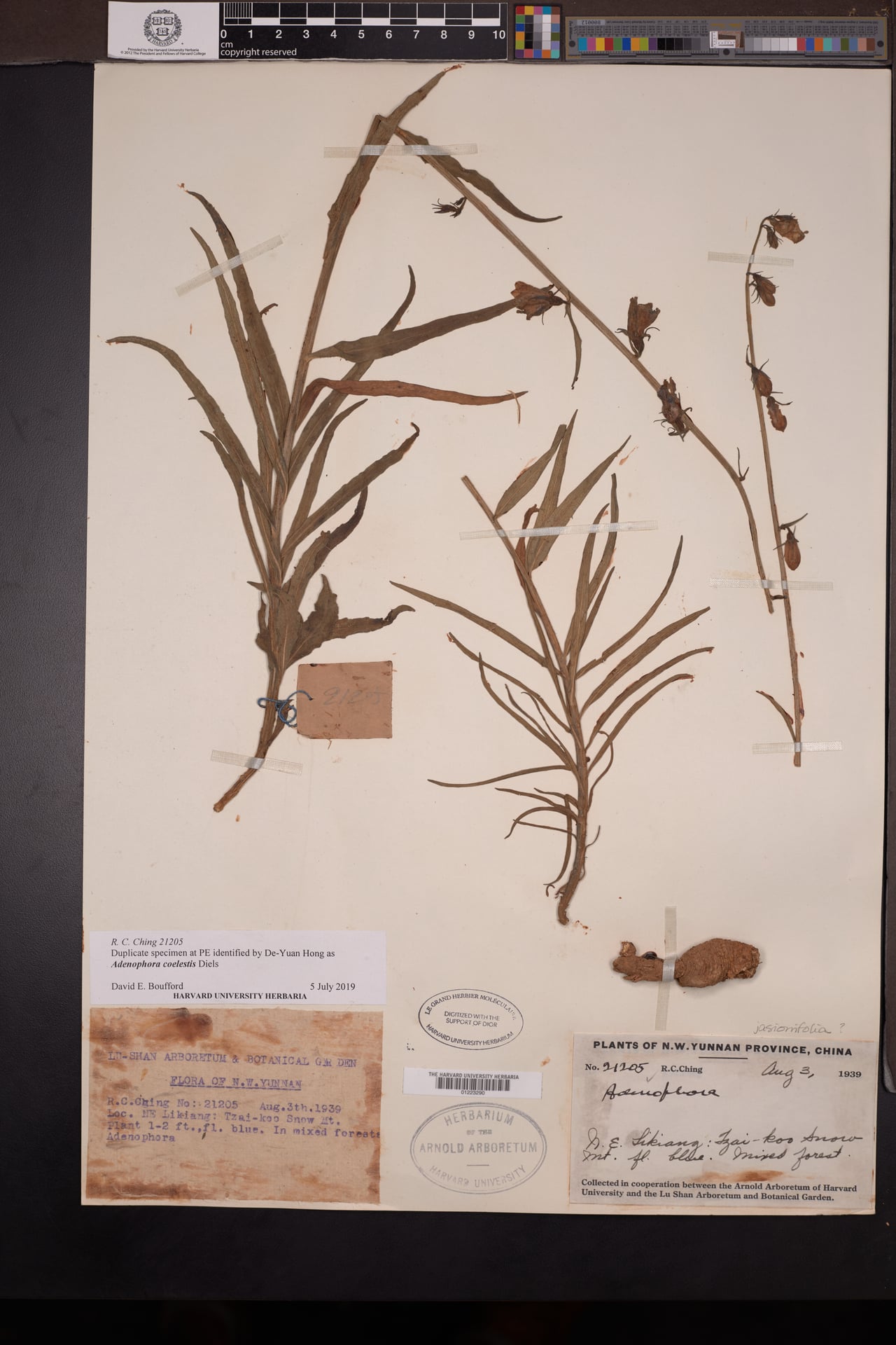 Adenophora coelestis — photo