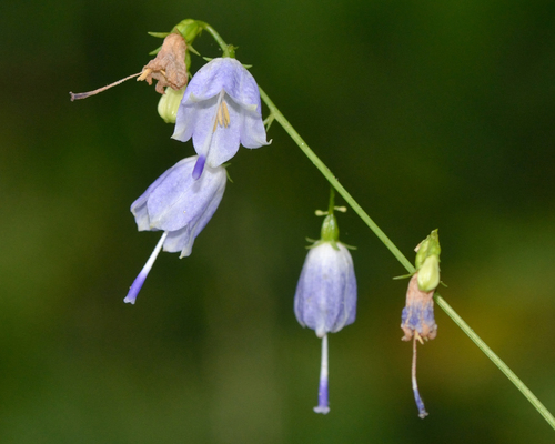 Adenophora communis (Ladybells) — photo