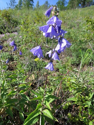 Adenophora denticulata — photo