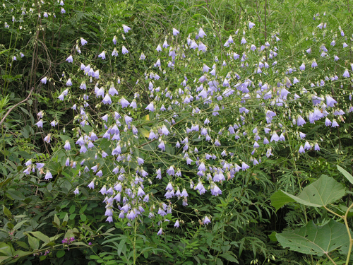 Adenophora divaricata (Nolbunjandae) — photo
