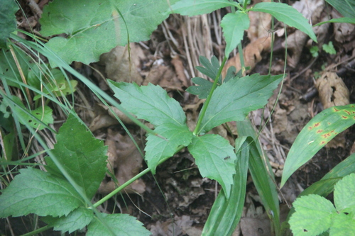 Adenophora divaricata (Nolbunjandae) — photo