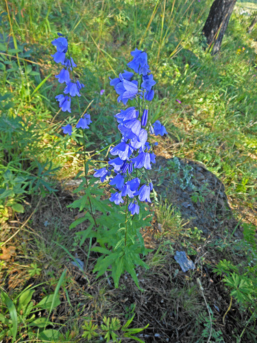 Adenophora lamarckii — photo