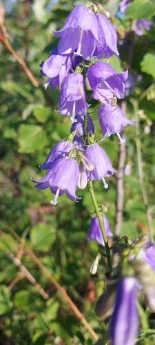 Adenophora lamarckii