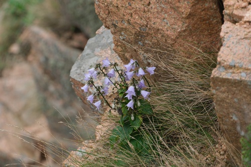 Adenophora latifolia — photo