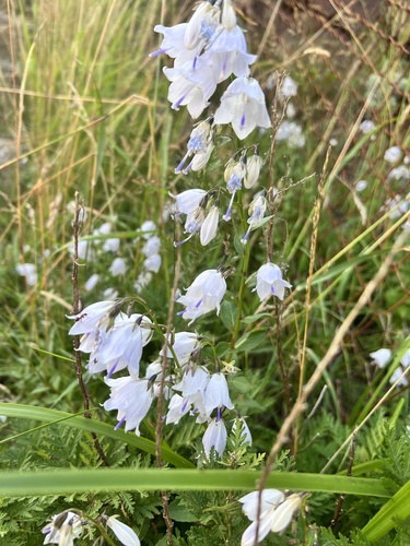 Adenophora latifolia — photo