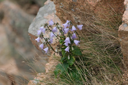 Adenophora latifolia