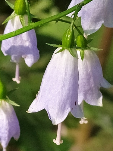 Adenophora liliifolia — photo