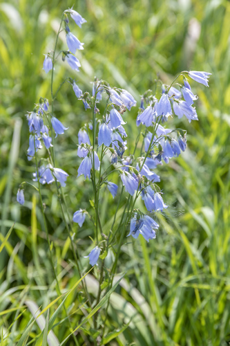 Adenophora liliifolia