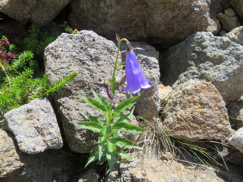 Adenophora nikoensis