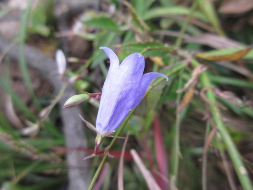 Adenophora remotiflora (Moshidae) — photo