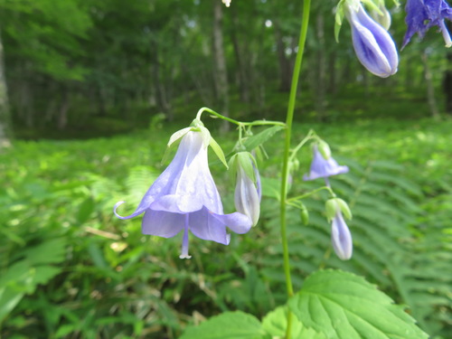 Adenophora remotiflora (Moshidae) — photo