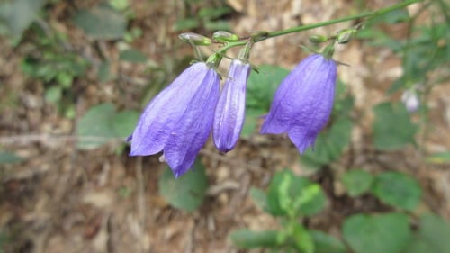 Adenophora stricta (Sha shen) — photo