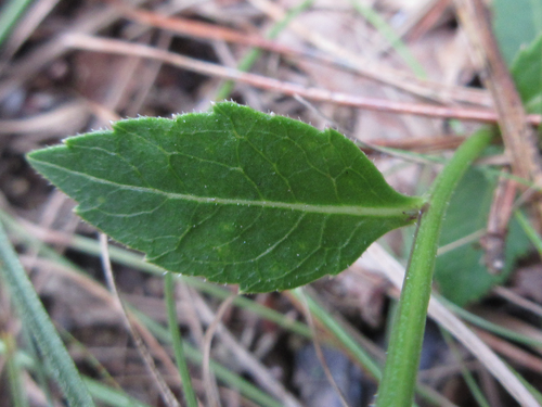 Adenophora stricta (Sha shen) — photo