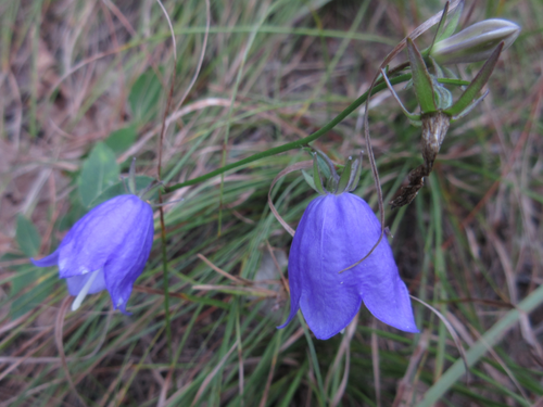 Adenophora stricta