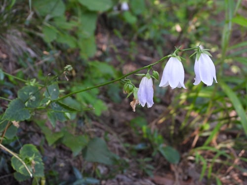 Adenophora trachelioides