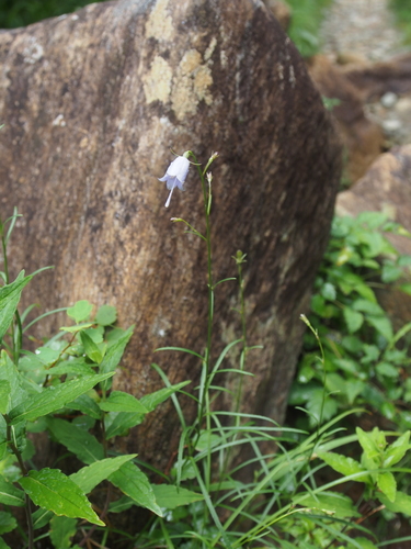 Adenophora triphylla (Ne Sha shen) — photo