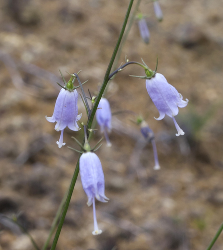 Adenophora triphylla (Ne Sha shen) — photo