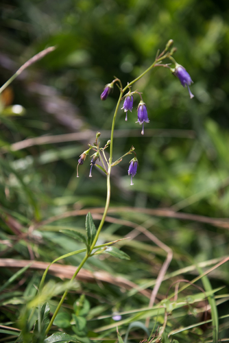 Adenophora verticillata (Southern shashen) — photo