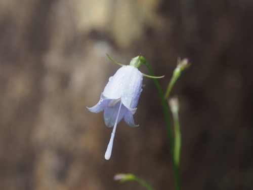 Adenophora verticillata (Southern shashen) — photo