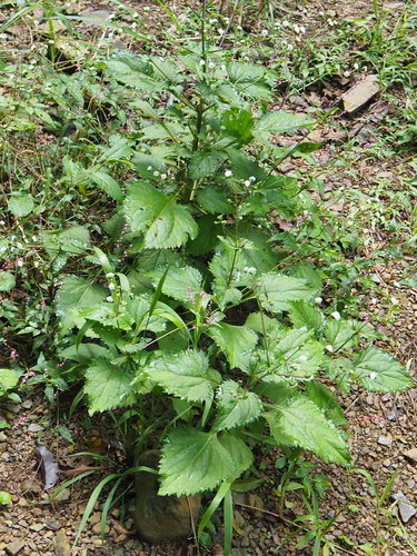 Adenostemma lavenia (Sticky daisy) — photo