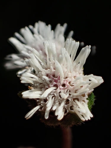 Adenostemma lavenia