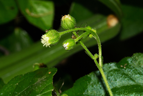 Adenostemma viscosum (Dung weed) — photo