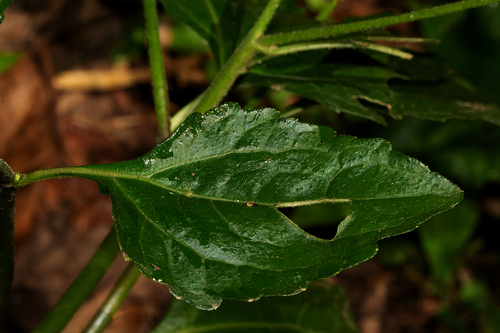 Adenostemma viscosum (Dung weed) — photo