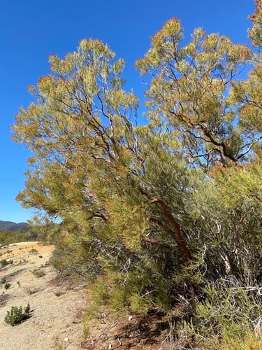 Adenostoma sparsifolium