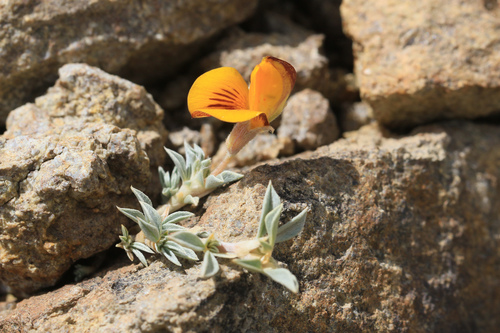Adesmia lotoides