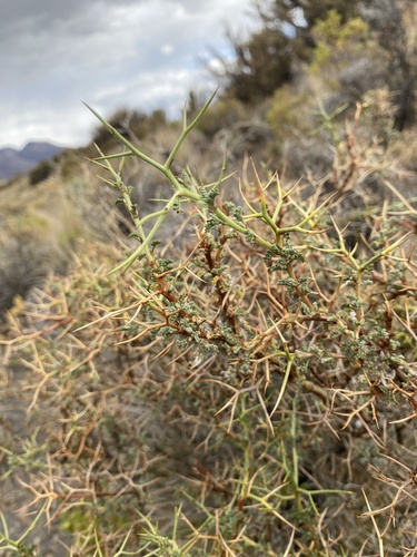 Adesmia spinosissima (Rica-rica) — photo
