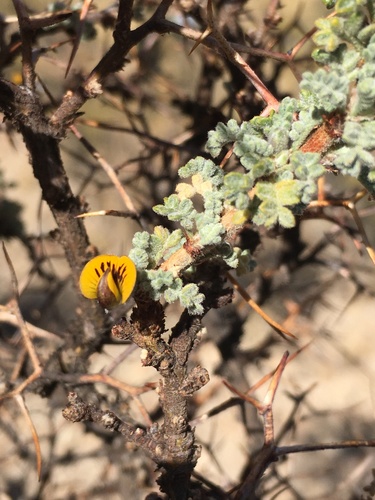 Adesmia spinosissima