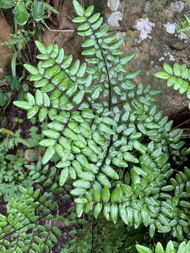 Adiantopsis pteroides — photo