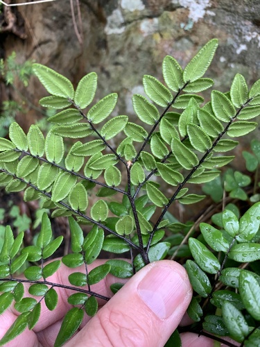 Adiantopsis pteroides — photo