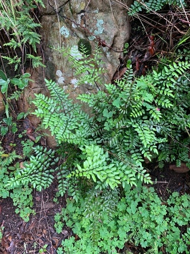 Adiantopsis pteroides