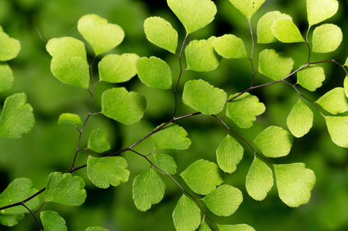 Adiantum aethiopicum (Common Maidenhair fern) — photo