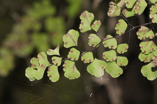 Adiantum aethiopicum (Common Maidenhair fern) — photo