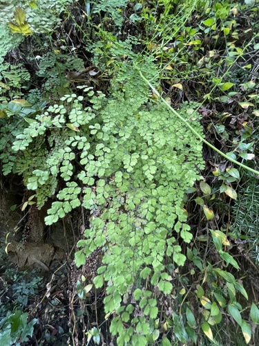 Adiantum aethiopicum