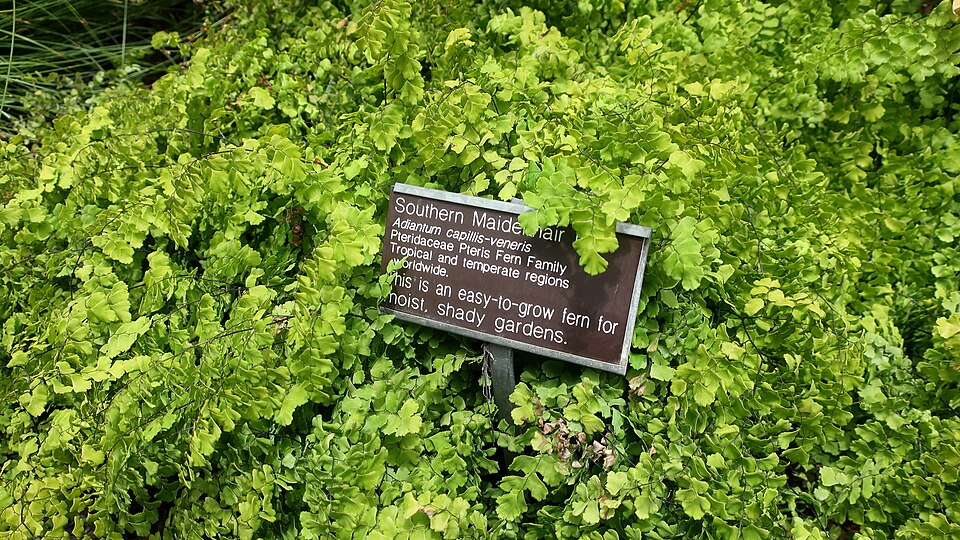 Adiantum capillus-veneris (True Maidenhair fern) — photo
