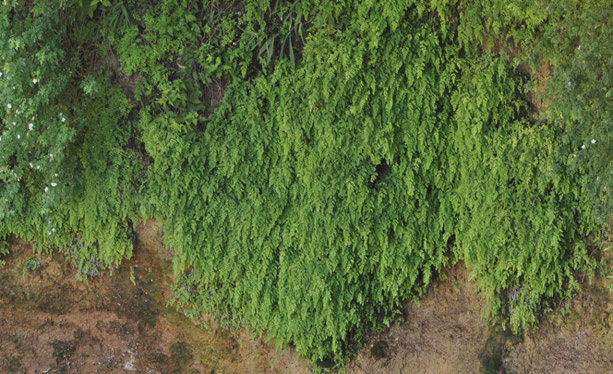 Adiantum capillus-veneris