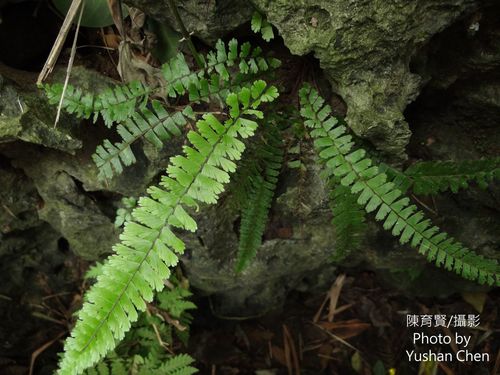 Adiantum caudatum (Walking maidenhair) — photo
