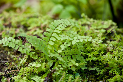Adiantum caudatum (Walking maidenhair) — photo