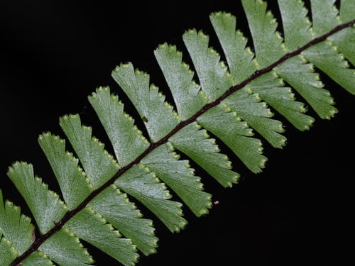 Adiantum caudatum