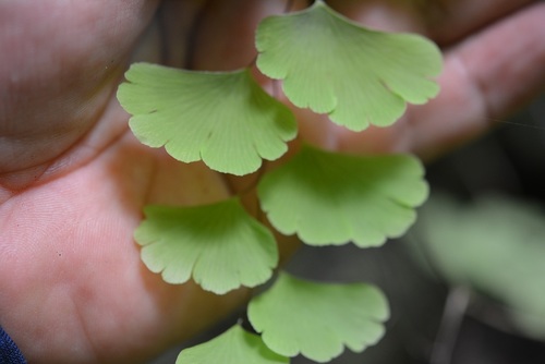 Adiantum deflectens — photo