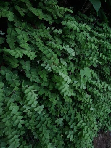 Adiantum deflectens — photo